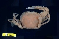 藏品(武士蟳)的圖片